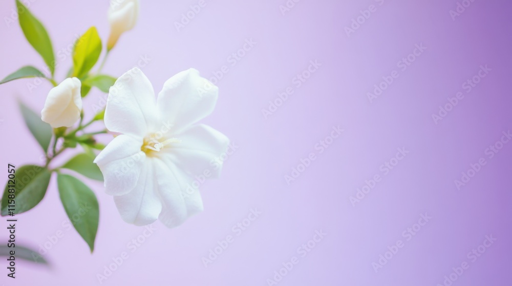 A delicate white jasmine blossom against a soft lavender background, close-up shot, Minimalist style A delicate white jasmine blossom against a soft lavender background, close-up shot, Minimalist style