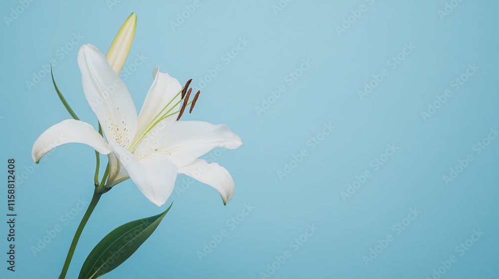 Obraz premium A delicate white lily on a serene blue background, close-up shot, Minimalist style