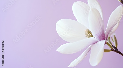 A delicate white magnolia against a soft lavender background, close-up shot, Minimalist style