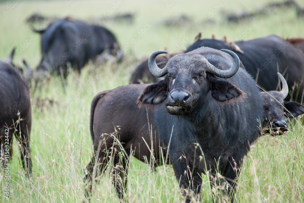herd of Buffalo herd of Buffalo