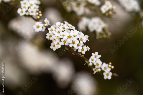 
White blooming Spiraea prunifolia f. simpliciflora tiny flowers in spring close up. Spiraea prunifolia f. simpliciflora, white flowers on dark background. First spring flowers, symbol of new life
 photo