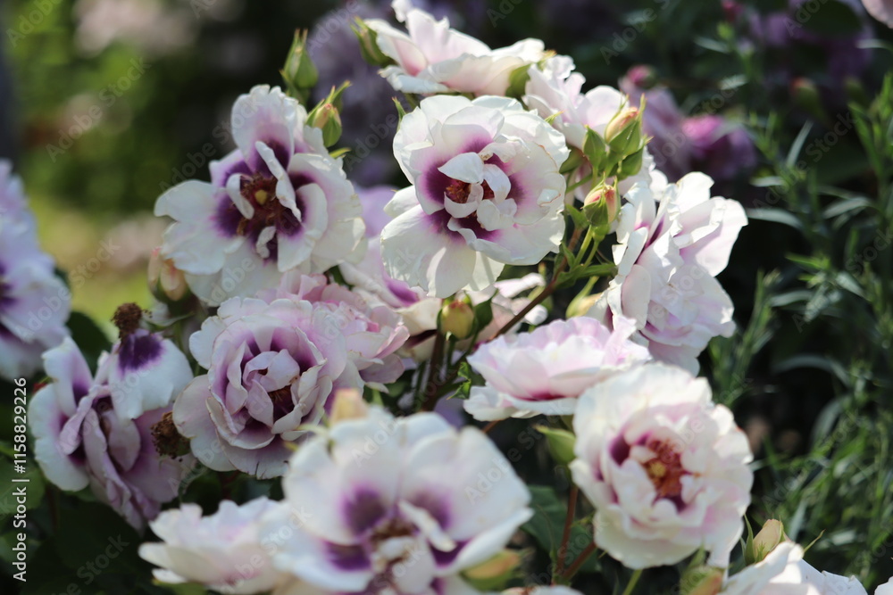 Rose garden Rose garden