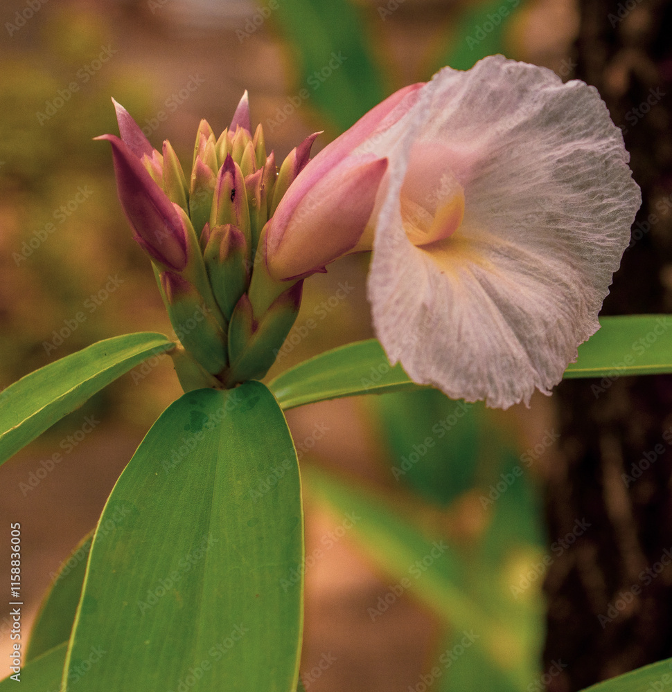 Fototapeta premium White Flower Bud with Green Leaves