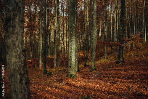 beech forest in late autumn