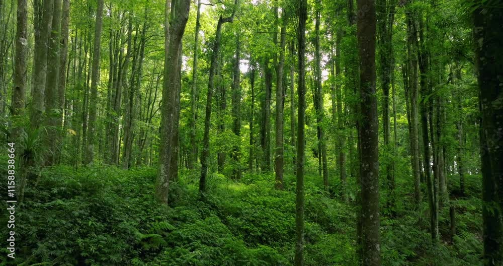 Tropical forest interior Bali. Nature background of a rainforest. Tropical forest interior Bali. Nature background of a rainforest.