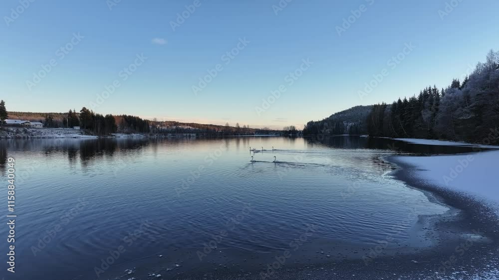 view of swans swimming in a lake surrounded by ice-covered shore and trees under clear sky at sunset view of swans swimming in a lake surrounded by ice-covered shore and trees under clear sky at sunset