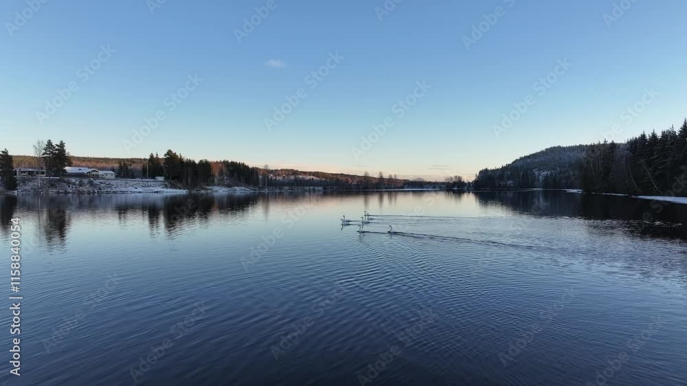 Drone tranquil view of swans swimming in a lake surrounded by ice-covered shore Drone tranquil view of swans swimming in a lake surrounded by ice-covered shore