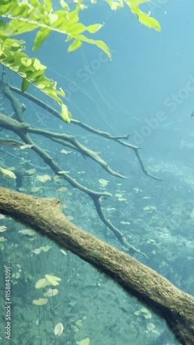 Swimming in Heart Cenote, Yucatán, Mexico , Underwater Adventure and Bathing. Exploring Heart Cenote in Yucatán, Mexico ,  Swim, Dive, and Relax in Crystal Waters