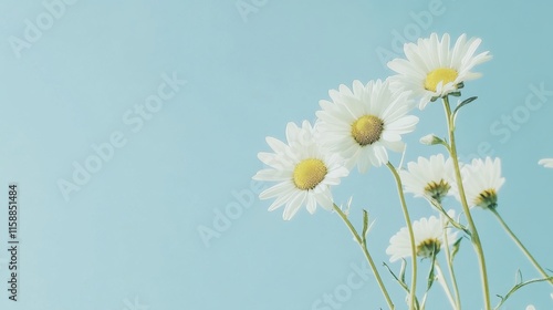Wallpaper Mural A serene cluster of white daisies on a calm sky blue background, close-up shot, Minimalist style Torontodigital.ca