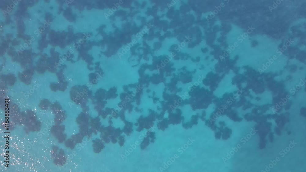 Seaweed Appearing in the Sea Seaweed Appearing in the Sea
