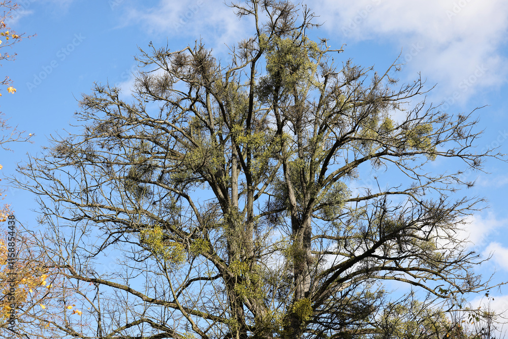 Mistletoe balls growing on a tree, symbol of Christmas holidays Mistletoe balls growing on a tree, symbol of Christmas holidays