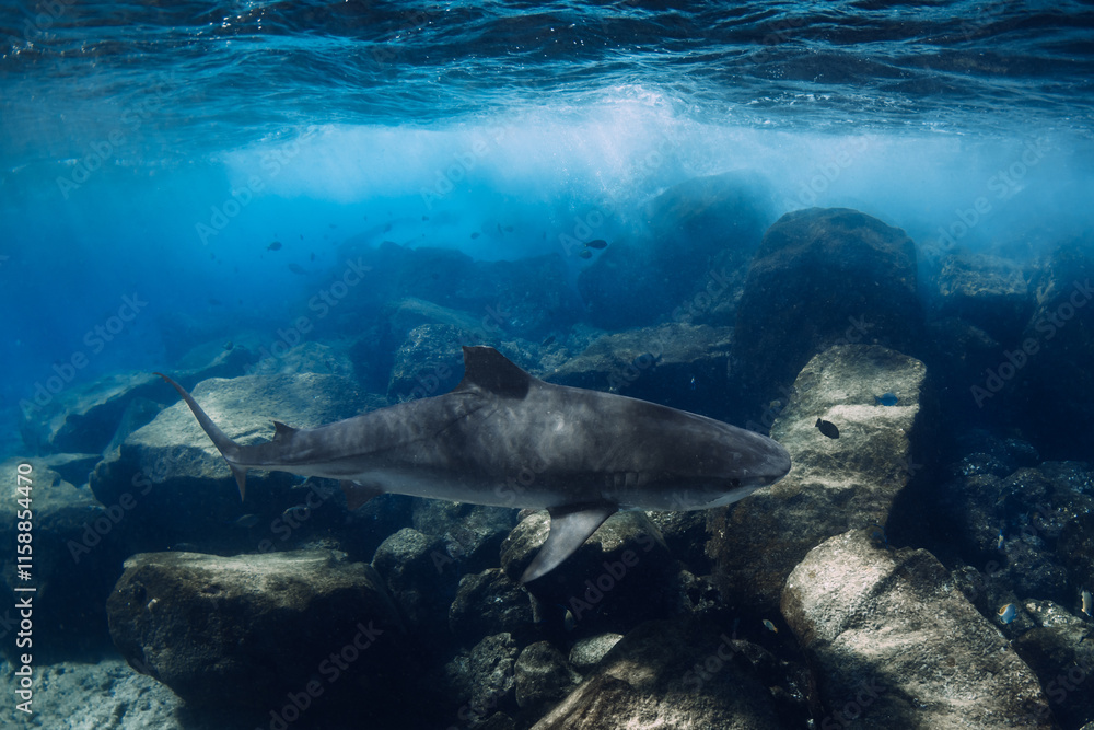 Fototapeta premium Tiger shark close up on shallow water in ocean water. Diving with dangerous tiger sharks.