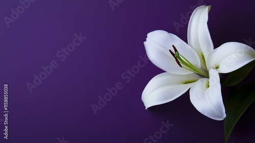 A serene white lily on a deep purple background, close-up shot, Minimalist style photo