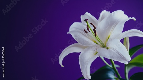 A serene white lily on a deep purple background, close-up shot, Minimalist style photo