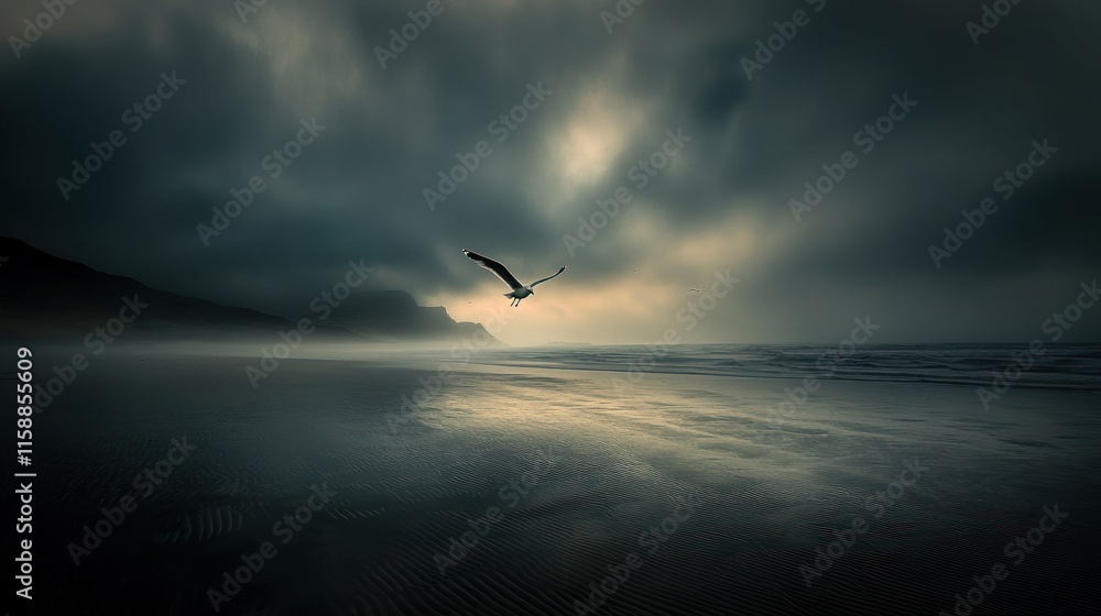 Lonely seagull flying over dark beach at sunset. Lonely seagull flying over dark beach at sunset.