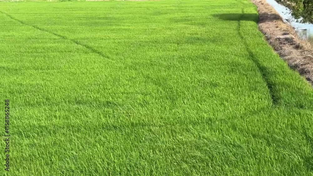 Field rice with landscape green pattern nature background Field rice with landscape green pattern nature background