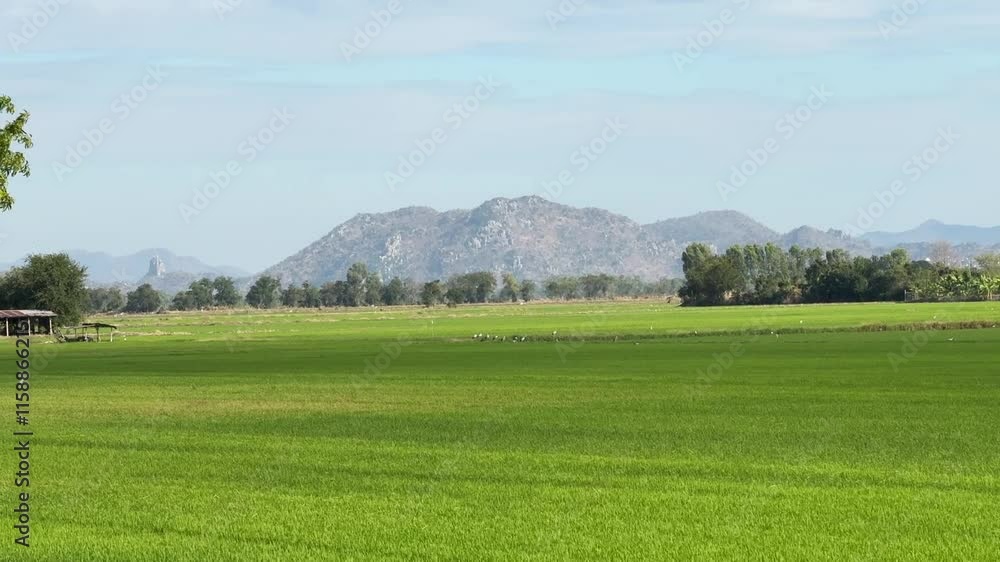 Field rice with landscape green pattern nature background Field rice with landscape green pattern nature background