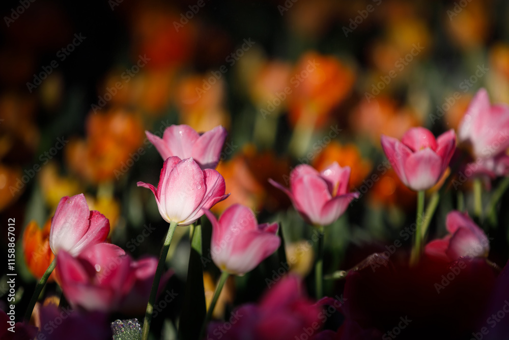 colorful tulips flowering in the garden. colorful tulips flowering in the garden.
