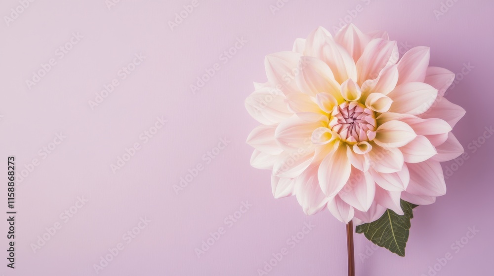 Obraz premium A single soft blush dahlia against a muted lavender background, close-up shot, Minimalist style