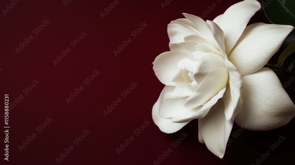 A soft white gardenia against a deep maroon background, close-up shot, Minimalist style A soft white gardenia against a deep maroon background, close-up shot, Minimalist style