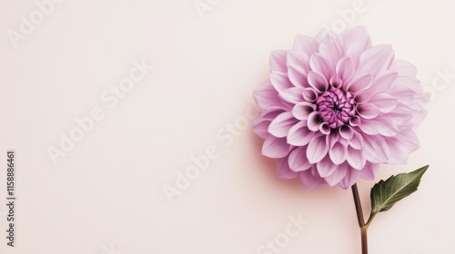 A solitary soft lavender dahlia against a muted cream background, close-up shot, Minimalist style