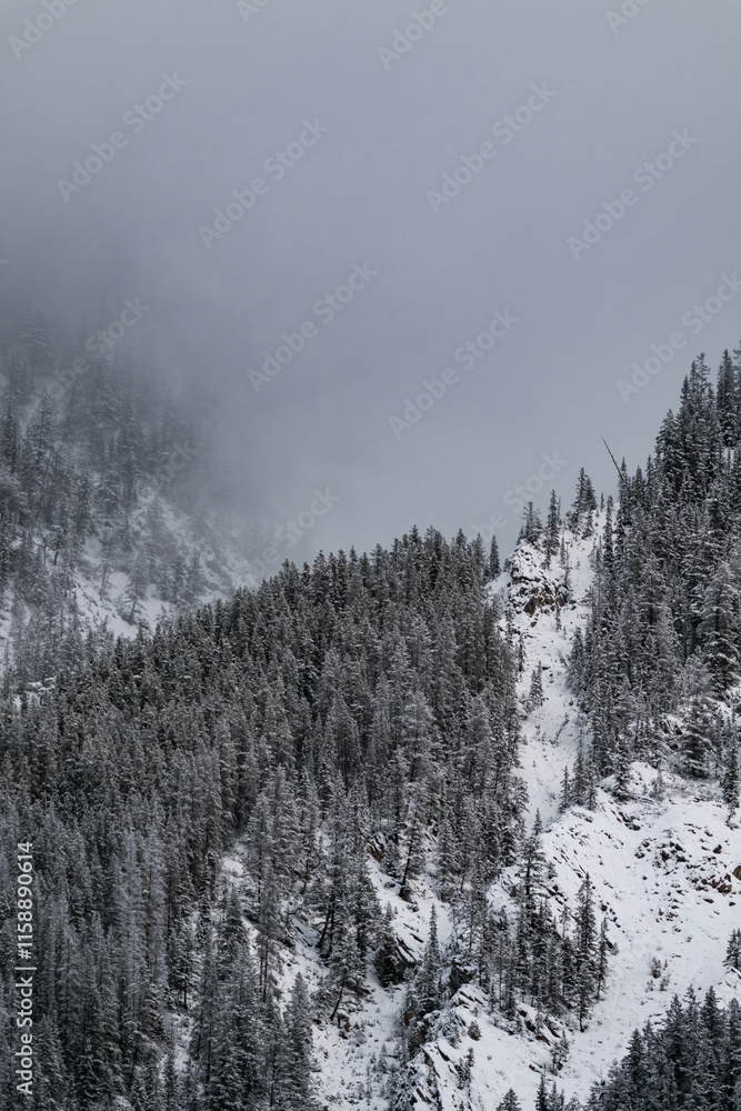 Obraz premium Snow covered trees on a mountain with fog in winter. Alberta, Canada
