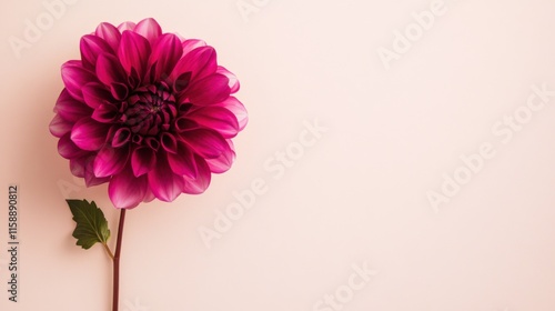 A solitary vibrant magenta dahlia isolated against a muted cream background, close-up shot, Minimalist style