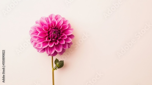 A solitary vibrant magenta dahlia isolated against a muted cream background, close-up shot, Minimalist style