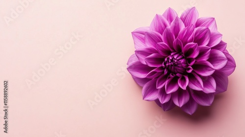 A solitary vibrant violet dahlia isolated against a muted ivory background, close-up shot, Minimalist style
