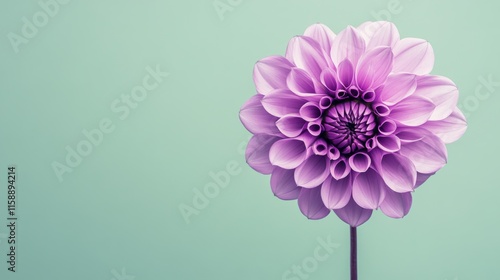 A striking purple dahlia on a muted green backdrop, close-up shot, Minimalist style
