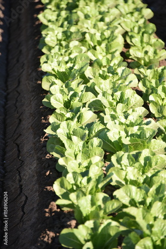 Yuma, AZ. U.S.A. 11/2024.  At the convergence of Arizona, California, Mexico and the Colorado River is Yuma, Arizona, the Winter Lettuce capital of North America. 