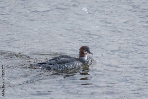 Common merganser swimming in a river in winter in Alberta, Canada photo