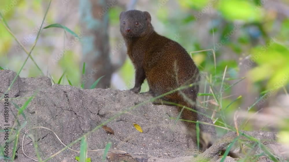 Dwarf mongoose being on guard duty on a termite mound, Kruger National Park. Dwarf mongoose being on guard duty on a termite mound, Kruger National Park.