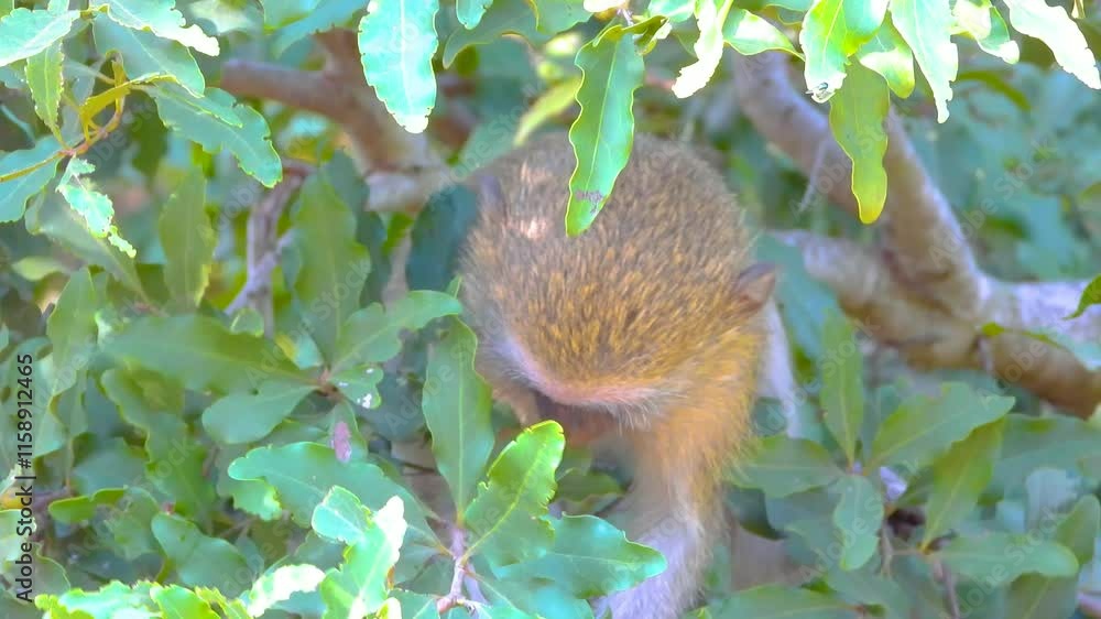 Zoom in on a baby vervet monkey eating a berry while sitting in a bush , Kruger National Park. Zoom in on a baby vervet monkey eating a berry while sitting in a bush , Kruger National Park.