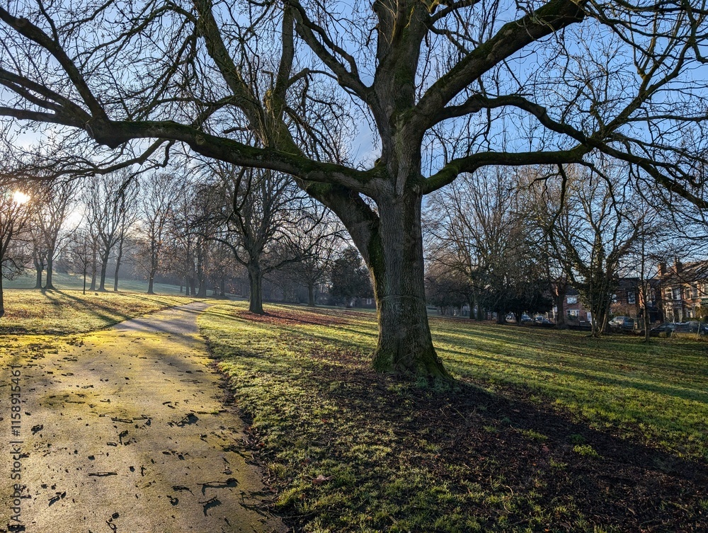 Naklejka premium A sunny winter day in Meersbrook Park, Sheffield, UK