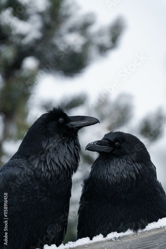 Two common raven or northern raven (Corvus corax) sitting on a wooden fence in the snow in Alberta, Canada photo