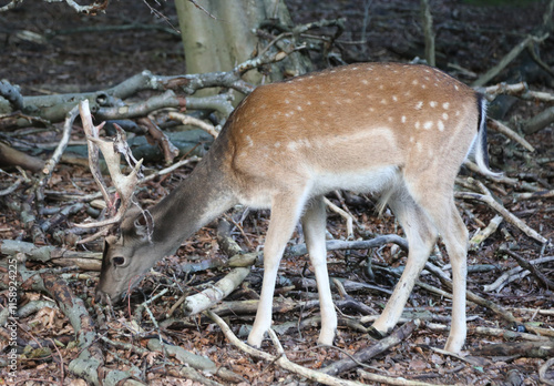 deer with antlers on its head searching for food among the branches in the forest photo