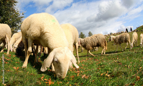 Sheep with woolly fleece grazing the grass of the meadow in autumn photo