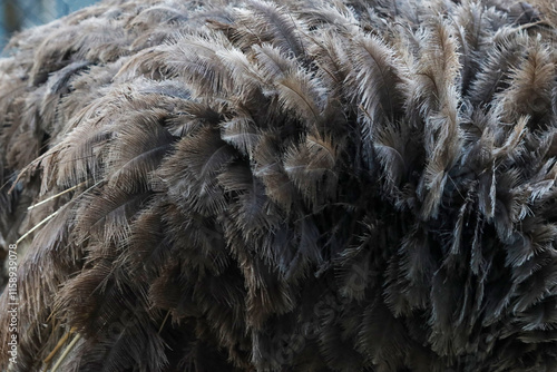 close up of ostrich feathers