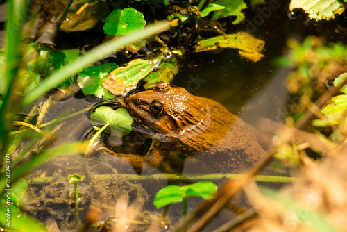 Frog in the Pond