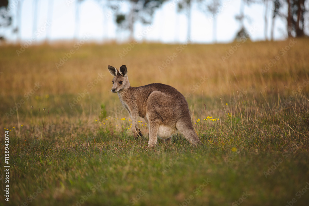 Kangaroos graze in a sunlit field of grass and golden vegetation. The scene captures a tranquil moment in their natural habitat, framed by distant trees and soft light Kangaroos graze in a sunlit field of grass and golden vegetation. The scene captures a tranquil moment in their natural habitat, framed by distant trees and soft light