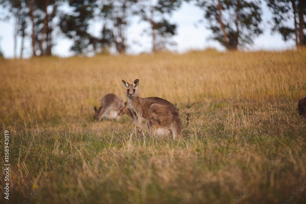 Kangaroos graze in a sunlit field of grass and golden vegetation. The scene captures a tranquil moment in their natural habitat, framed by distant trees and soft light Kangaroos graze in a sunlit field of grass and golden vegetation. The scene captures a tranquil moment in their natural habitat, framed by distant trees and soft light