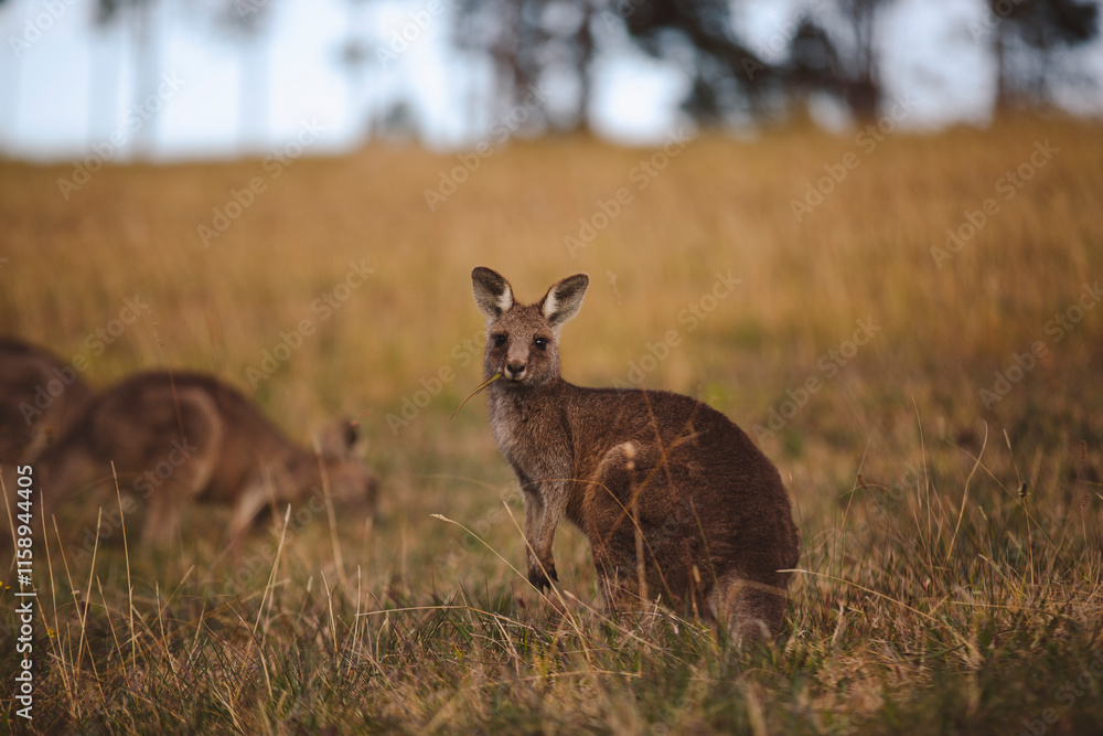 Kangaroos graze in a sunlit field of grass and golden vegetation. The scene captures a tranquil moment in their natural habitat, framed by distant trees and soft light Kangaroos graze in a sunlit field of grass and golden vegetation. The scene captures a tranquil moment in their natural habitat, framed by distant trees and soft light