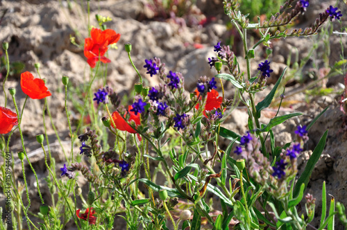Blumenpracht an der Ostsee auf Ruegen - Flower splendor on the Baltic Sea on Ruegen