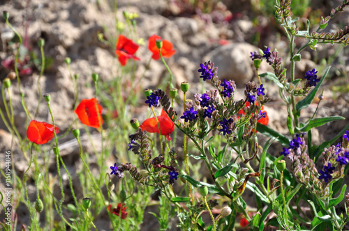 Blumenpracht an der Ostsee auf Ruegen - Flower splendor on the Baltic Sea on Ruegen photo