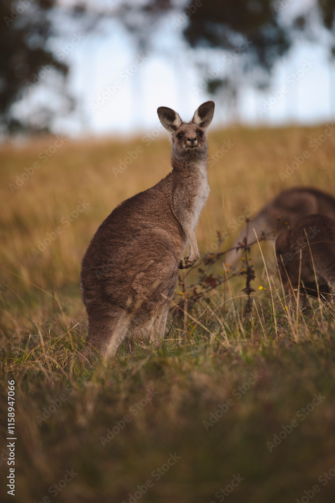 Fototapeta premium Kangaroos graze in a sunlit field of grass and golden vegetation. The scene captures a tranquil moment in their natural habitat, framed by distant trees and soft light