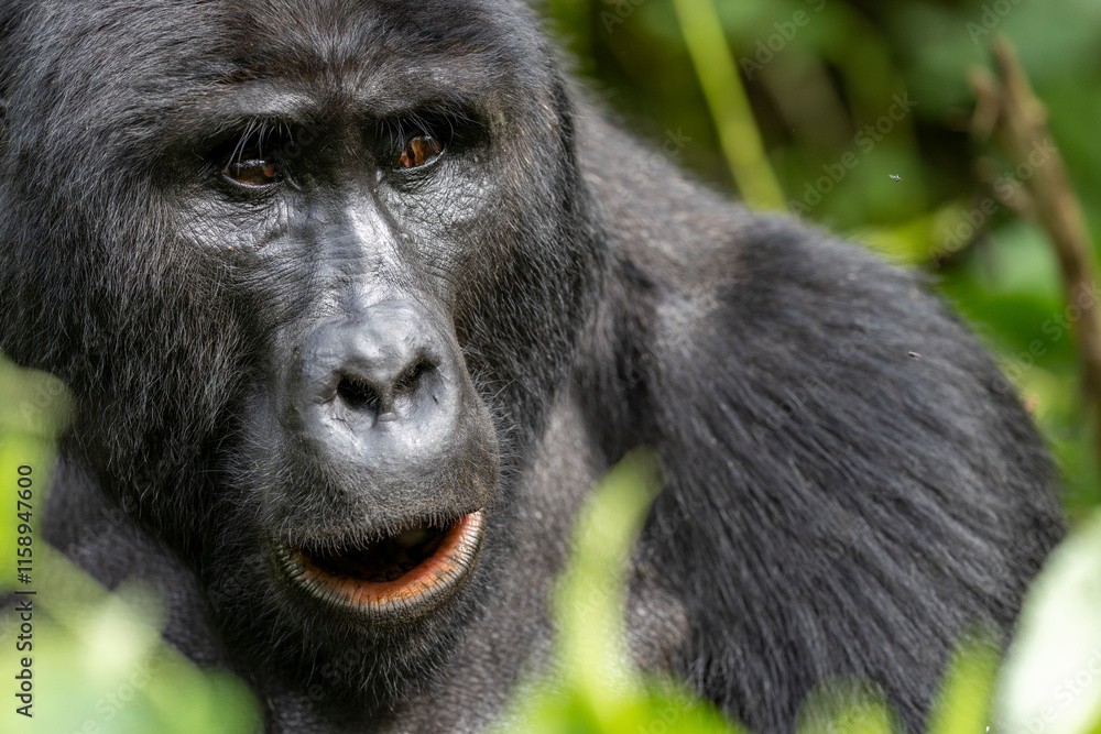 Wild mountain silverback gorilla portrait in the nature habitat. Very rare and endangered animal close up. African wildlife. Big and charismatic creature. Mountain gorillas. Gorilla beringei