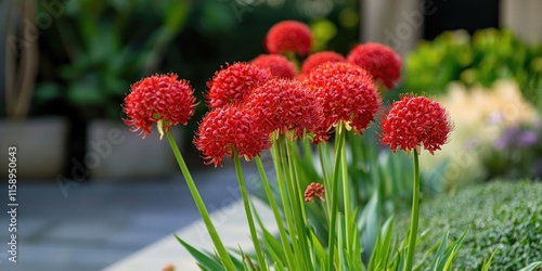 Vibrant cluster of red sphere flower fireball lily, also known as scadoxus multiflorus, blooms beautifully in a serene courtyard setting, showcasing the stunning red flower fireball lily. photo