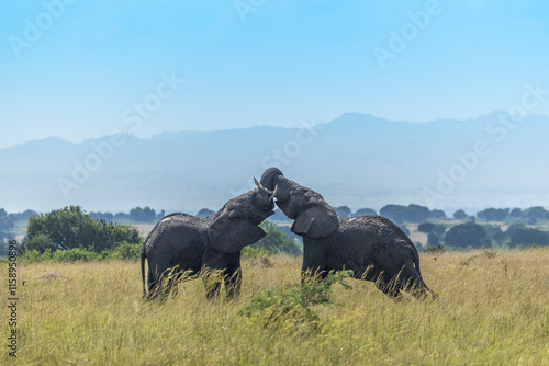 Photography Two African elephant (Loxodonta africana) bulls fighting on savanna, looking at camera, Queen Elisabeth national park, Uganda