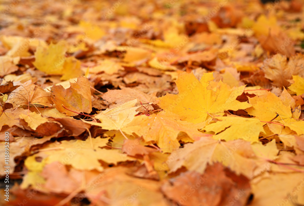 Golden Maple Leaves on the Ground in Autumn Golden Maple Leaves on the Ground in Autumn